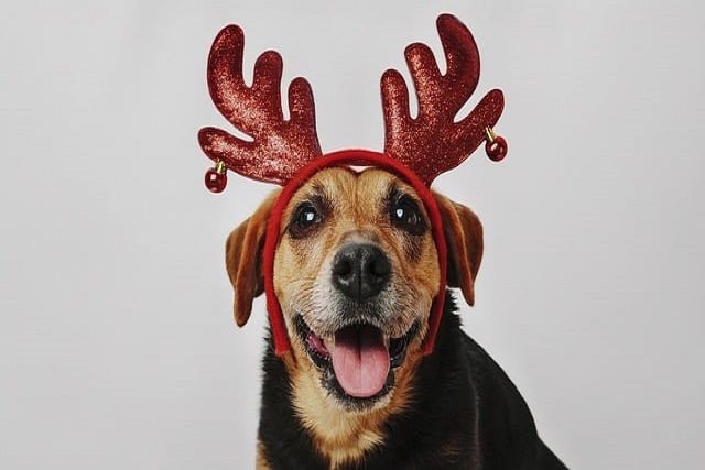 Can hip dysplasia in dogs be corrected
