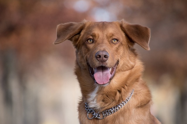 How to prevent dogs from engaging in aggressive behavior towards humans