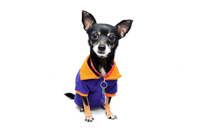 Can a cold in a dog be transmitted to other dogs