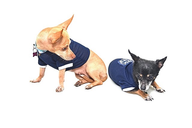 What are the common causes of eczema in pet dogs