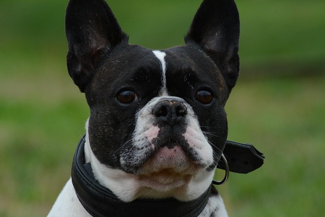 How can I stop my dog ​​pooping in the same place?