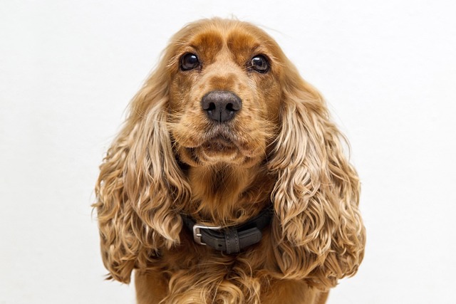 How can I help my dog with eye problems?