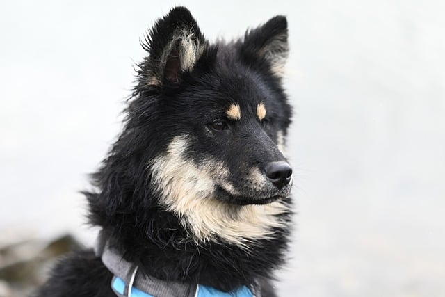 What is best for allergies to dogs?