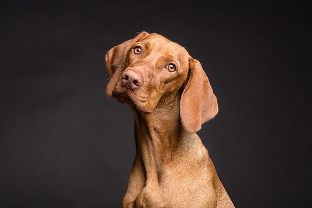 What is the best method of dog training?