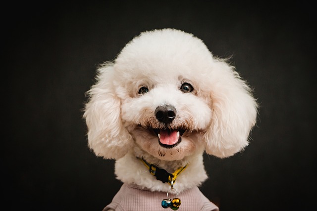 Can teacup dogs be potty trained?