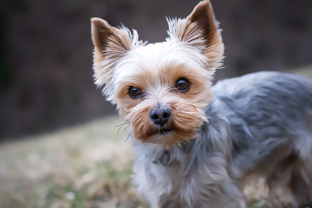 Will pet dogs have parasites if they don't go out