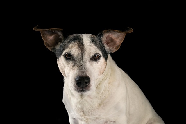Is surgery necessary for pneumothorax in dogs?