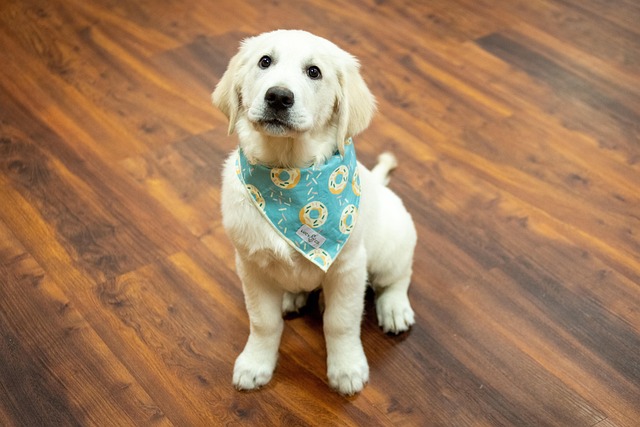 How to treat gastritis in dogs at home