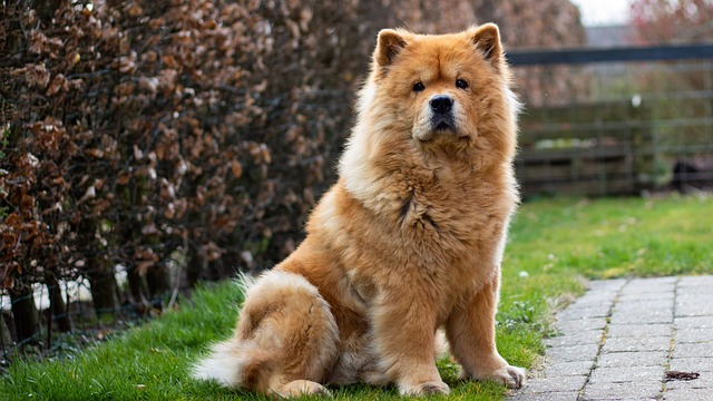 Can chow chows have floppy ears?
