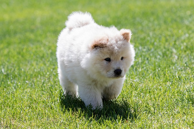 How to clean a Chow Chows ears?