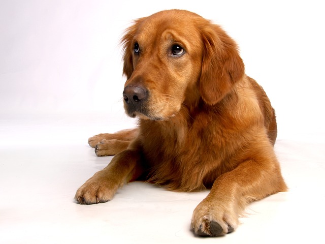 How to deworm golden retriever puppies?