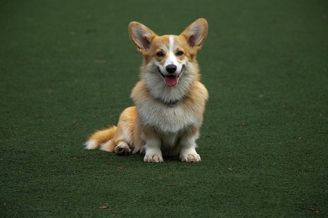 How will my dog act the last week of pregnancy?