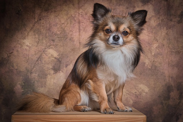 How long does it take to groom a shih tzu?