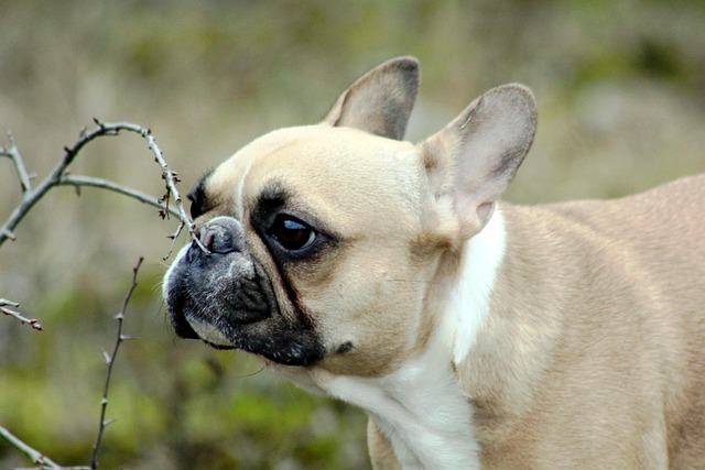 What basic training does a dog need?