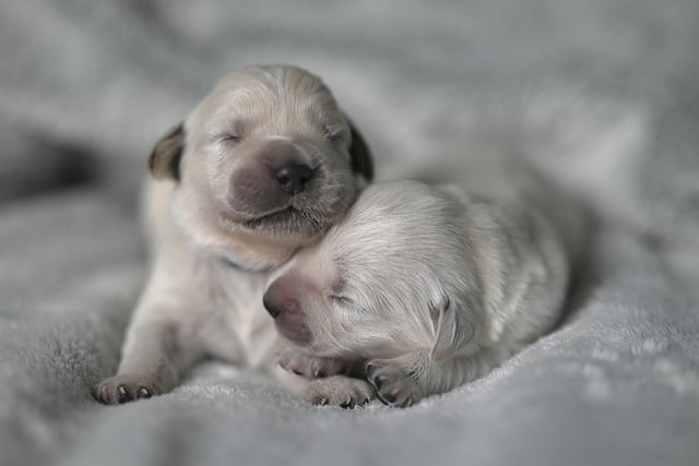 How to teach a puppy to lay down?