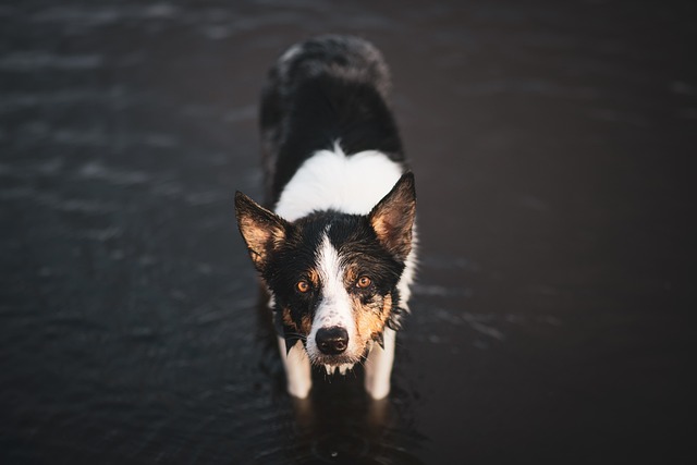 What is the most common disease in Border Collies?