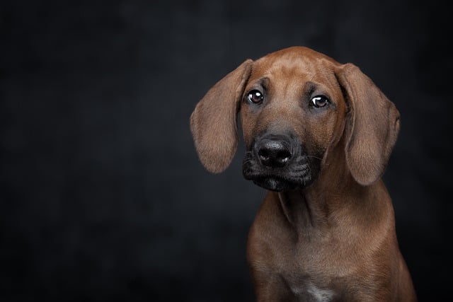 What foods should you avoid feeding your dog after deworming?