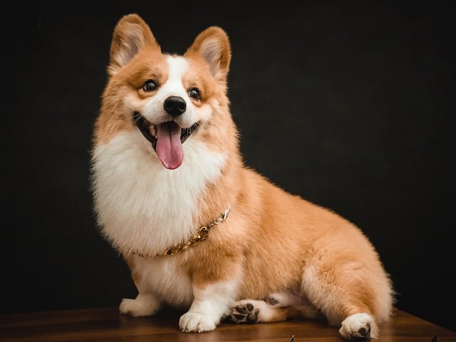 How to tell if a Corgi is overweight?