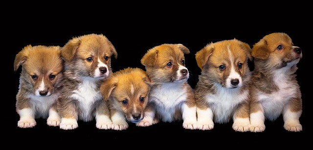 How long does it take to train a dog basic commands?