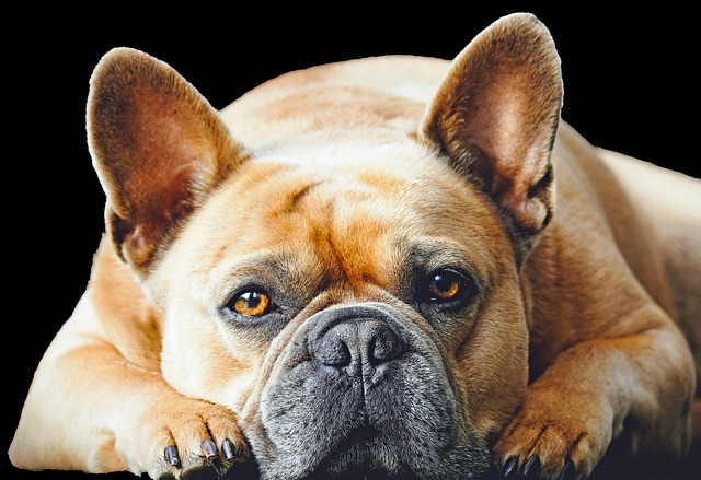 How to check if a dog is pregnant?