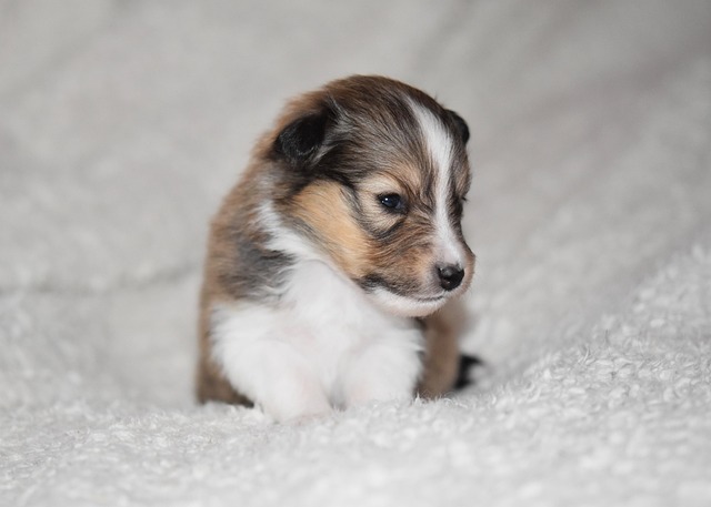 How do you train a puppy to lay down?