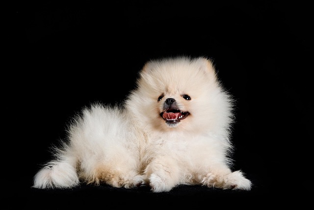 How to get Pomeranians to stop barking?