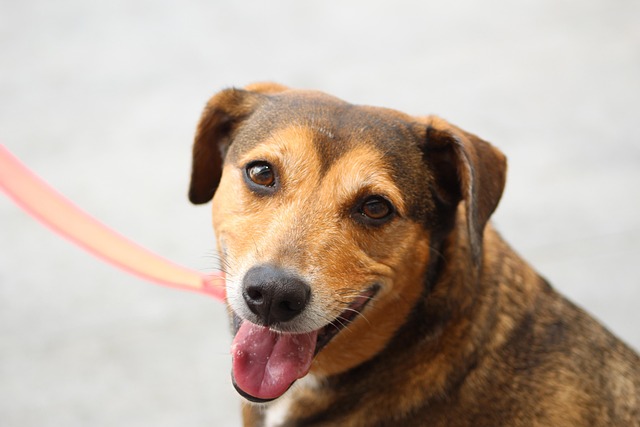 What are the daily nutritional needs of a dog?