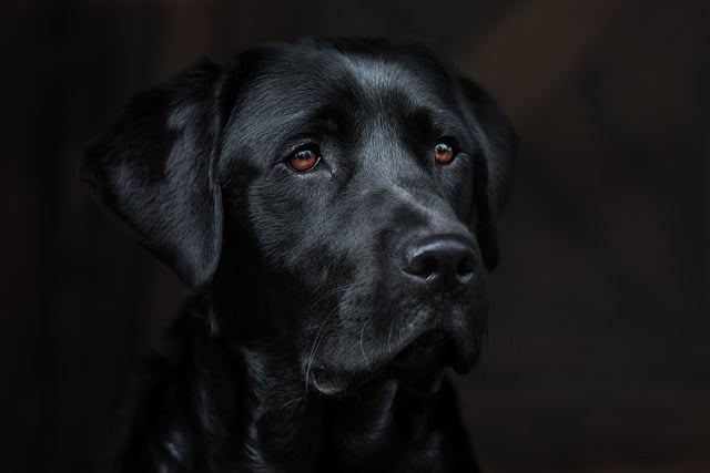 How to train a puppy to lay down?