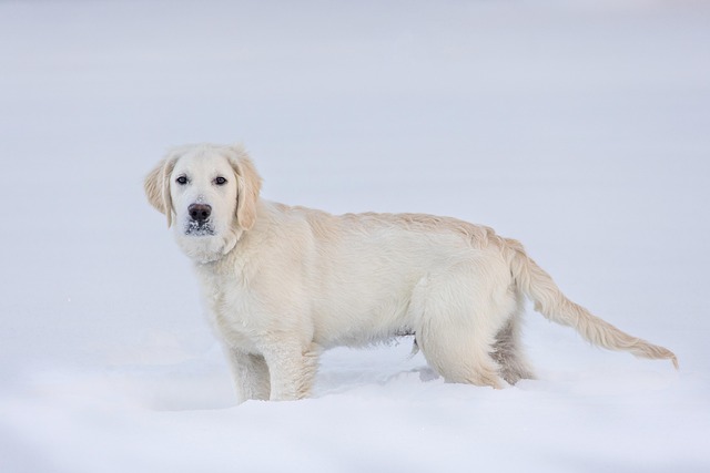 How to teach a dog to settle on a mat