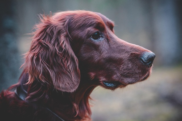 How do I know if my dog is in pain?