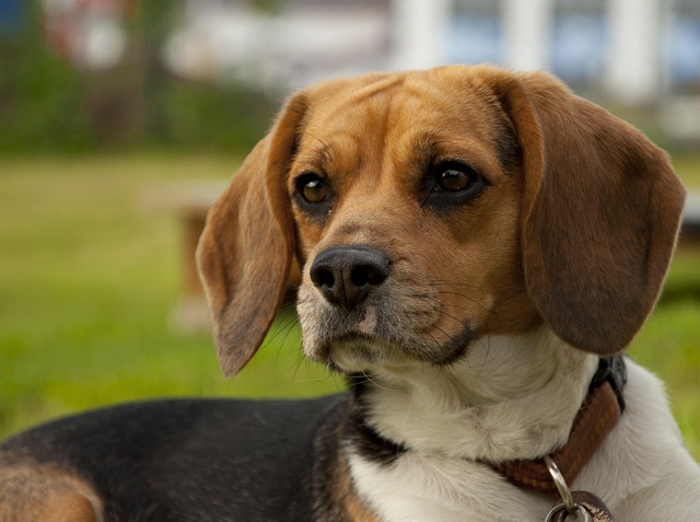 How do I calm my dog down to cut nails?