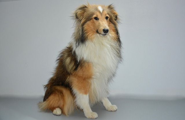 How long should diarrhea last in dogs?