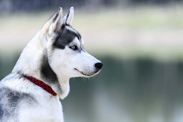 Can I use baby wipes to clean my dog’s ears?