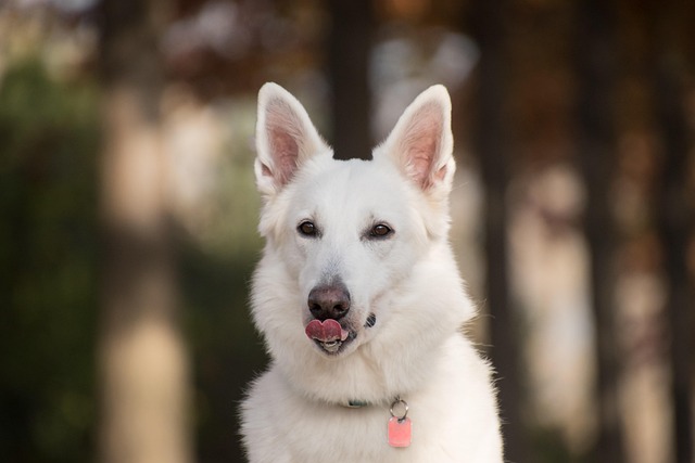How to potty train a traumatized dog?