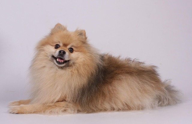 How often should a long-haired dog be groomed?