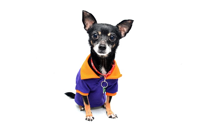 Why is my dog suddenly aggressive towards other dogs on walks?