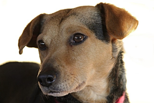 How to get a dog to stop attacking another dog?