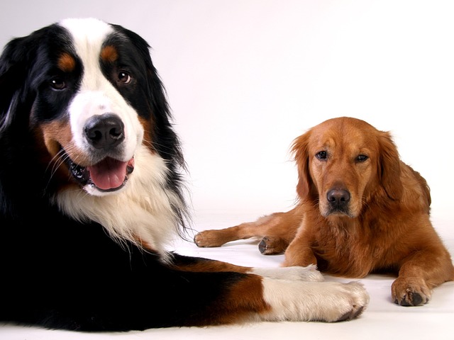 Do golden retrievers need their teeth cleaned?