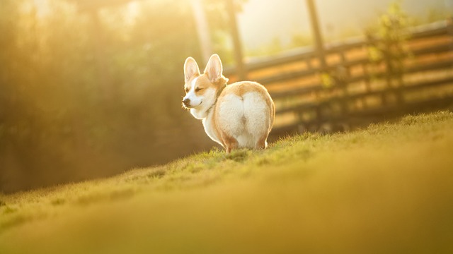 What vegetables are suitable for dogs to eat