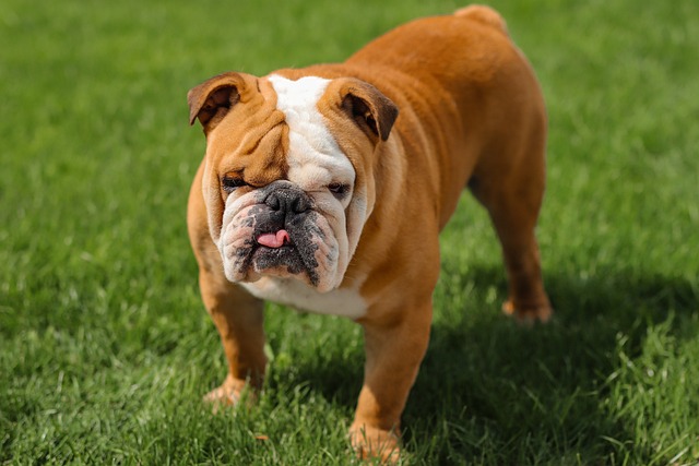 What do I need before adopting a dog?