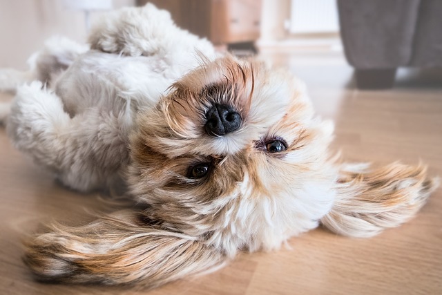 how to stop dog barking at doorbell