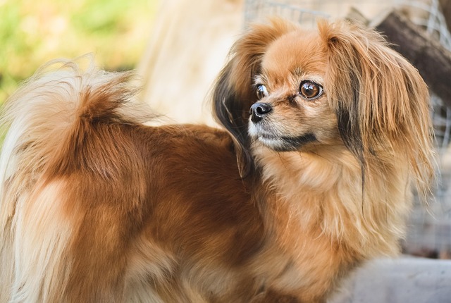 How to prevent dogs from barking when they hear knocking on the door