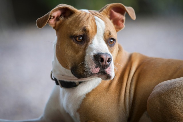 How to exercise your dog in an apartment?