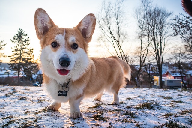 What is the best heartworm prevention for dogs with seizures