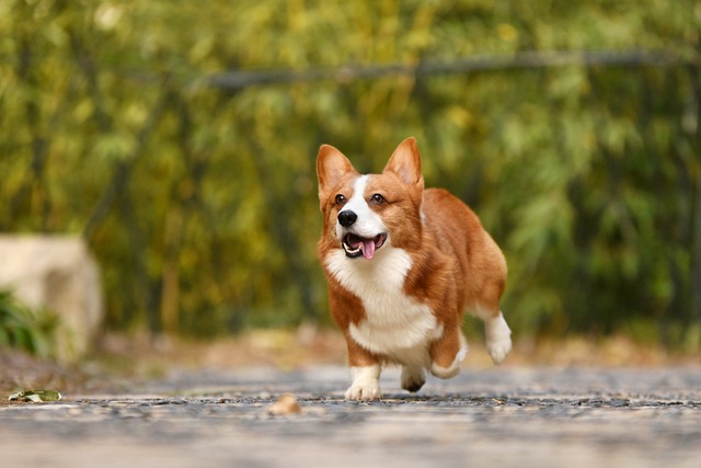 how do you train a dog to scent