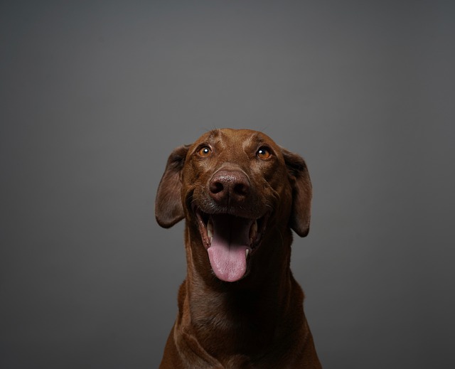 How to get rid of seborrhea on dogs?