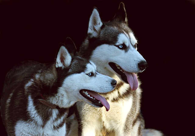 What can I use as a seasoning for my dog's food?