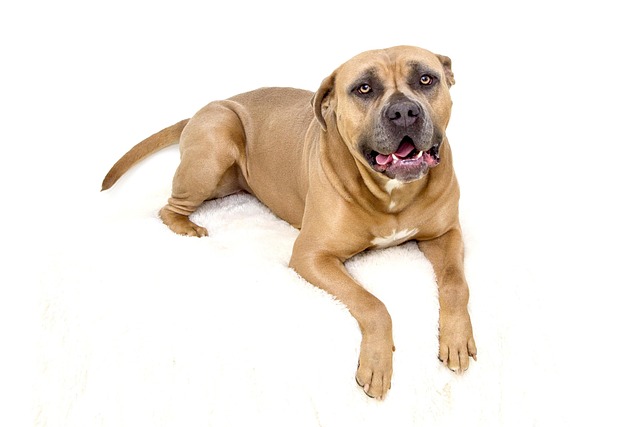 Does brushing help seborrhea in dogs?