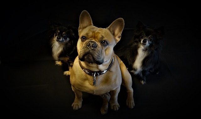 How to train a dog to be alone and not bark?