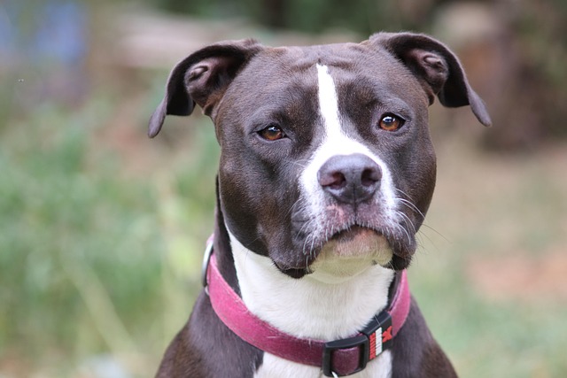 How to train a dog to stop aggression?